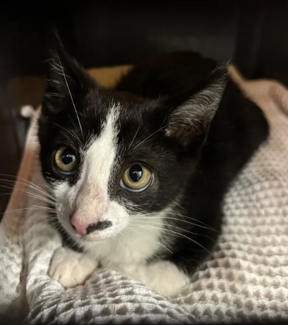 Shelter Stray Male Cat last seen Near Briarwood Blvd, East Point, GA, 1251 Fulton Industrial Blvd NW, Atlanta, GA 30336, USA
