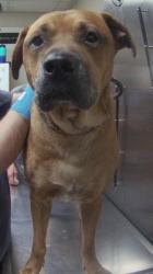 Shelter Stray Male Dog last seen Cambridge Avenue, North Charleston, SC, 2455 Remount Rd, North Charleston, SC 29406, USA