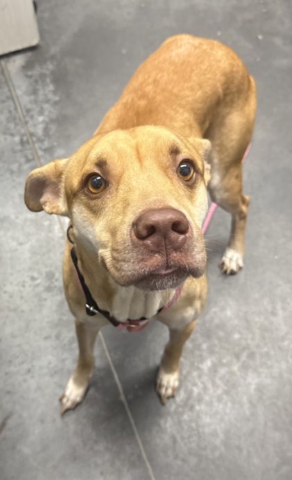 Shelter Stray Male Dog last seen Old Fort Road and State Road, Berkeley County, SC, 2455 Remount Rd, North Charleston, SC 29406, USA