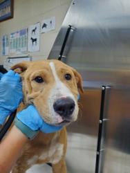 Shelter Stray Male Dog last seen Bolton Street and Piedmont Avenue, North Charleston, SC, 2455 Remount Rd, North Charleston, SC 29406, USA
