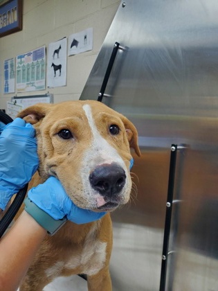 Shelter Stray Male Dog last seen Bolton Street and Piedmont Avenue, North Charleston, SC, 2455 Remount Rd, North Charleston, SC 29406, USA