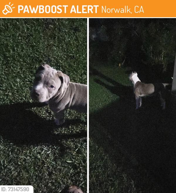Found/Stray Female Dog last seen Rosecrans & Bloomfield, Norwalk, CA 90650