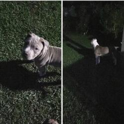 Found/Stray Female Dog last seen Rosecrans & Bloomfield, Norwalk, CA 90650