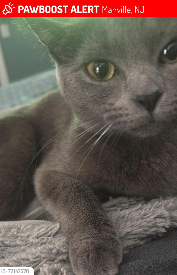 Lost Female Cat last seen Near east camplain rd Manville NJ, 08835, Manville, NJ 08835