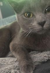 Lost Female Cat last seen Near east camplain rd Manville NJ, 08835, Manville, NJ 08835