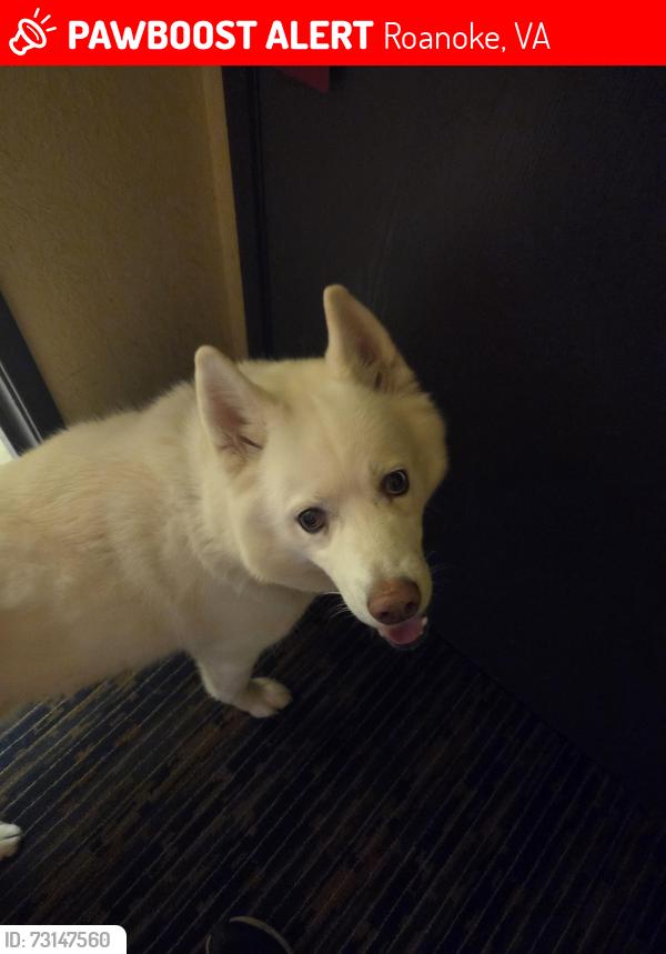 Lost Male Dog last seen Jack was stolen at 402 4th Street Southeast Roanoke Virginia and was seen on Saturday July 11th, downtown Roanoke City Virginia near the Social Security building being walked by a male, Roanoke, VA 24013