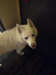Lost Male Dog last seen Jack was stolen at 402 4th Street Southeast Roanoke Virginia and was seen on Saturday July 11th, downtown Roanoke City Virginia near the Social Security building being walked by a male, Roanoke, VA 24013