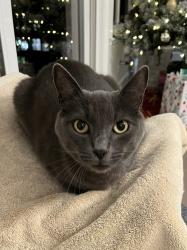 Lost Male Cat last seen Near Caseda, Mission Viejo, CA 92691, Mission Viejo, CA 92691