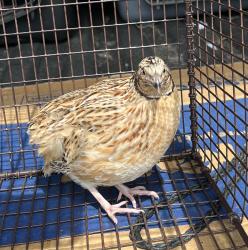 Found/Stray Unknown Bird last seen port st. lucie, Port St. Lucie, FL 34986