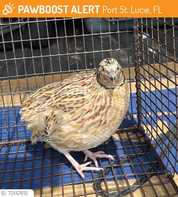 Found/Stray Unknown Bird last seen port st. lucie, Port St. Lucie, FL 34986