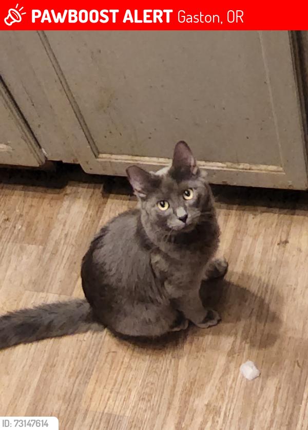 Lost Female Cat last seen Near sw laurelwood rd, Gaston, or 97119, Gaston, OR 97119