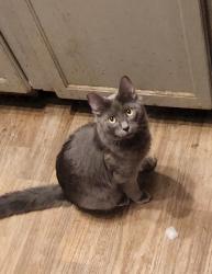 Lost Female Cat last seen Near sw laurelwood rd, Gaston, or 97119, Gaston, OR 97119