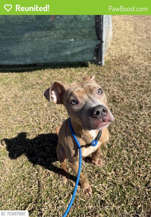 Reunited Male Dog last seen Parker, Saint Paul, TX 75098