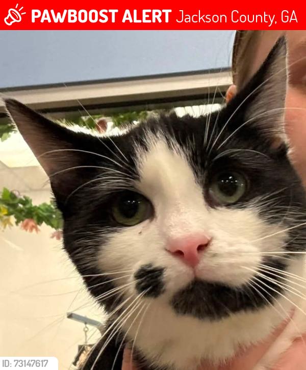 Lost Female Cat last seen Legacy of Athens Apts, Jackson County, GA 30607