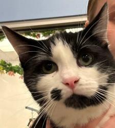 Lost Female Cat last seen Legacy of Athens Apts, Jackson County, GA 30607