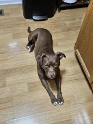 Lost Female Dog last seen Near Bricker Road, Greenwood, MI 48006, Greenwood Township, MI 48006