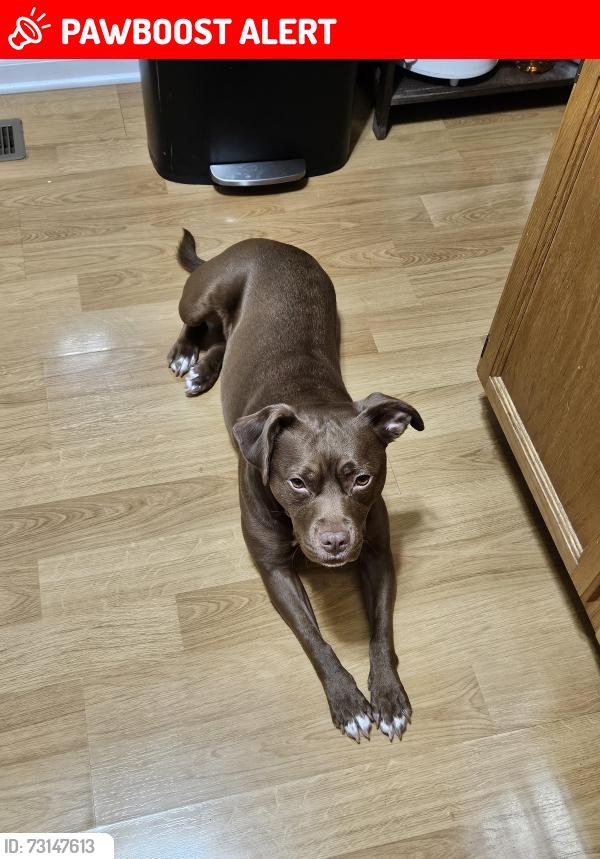 Lost Female Dog last seen Near Bricker Road, Greenwood, MI 48006, Greenwood Township, MI 48006