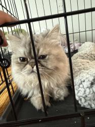 Found/Stray Unknown Cat last seen montecito way, Dallas, TX 75248