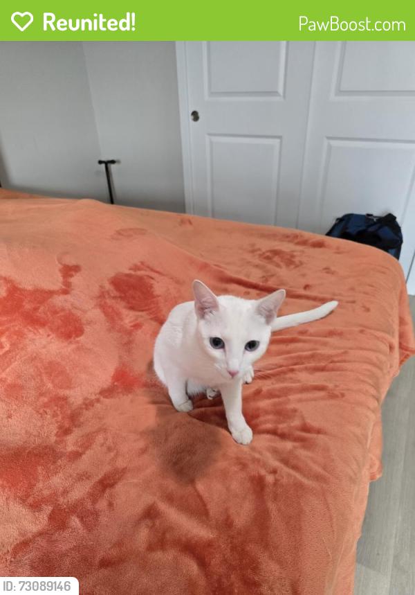 Reunited Female Cat last seen D-19 and I-96. In the Marion Oaks neighborhood., Howell, MI 48843