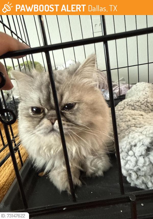 Found/Stray Unknown Cat last seen montecito way, Dallas, TX 75248