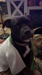 Reunited Female Dog last seen Boger & W Statesville Ave, Mooresville, NC 28115