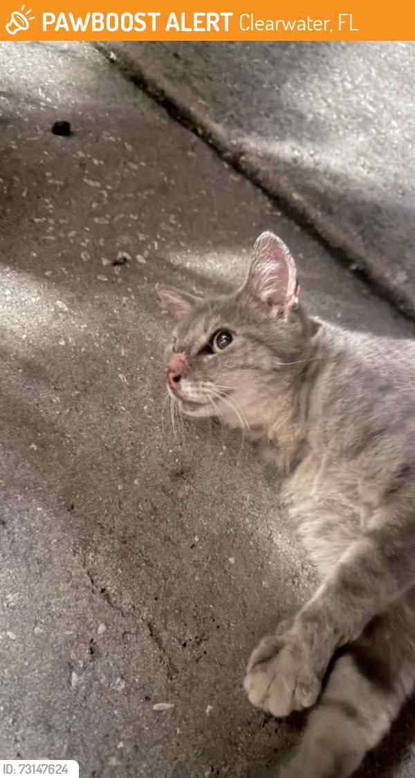 Found/Stray Female Cat last seen Betty Lane, Clearwater, FL 33756