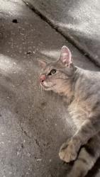 Found/Stray Female Cat last seen Betty Lane, Clearwater, FL 33756