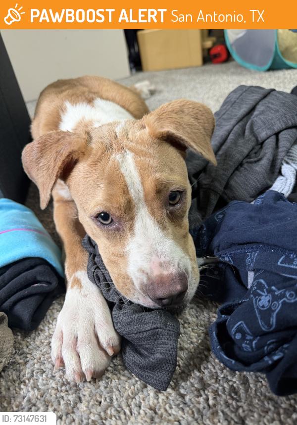 Found/Stray Female Dog last seen Shadow run, San Antonio, TX 78250