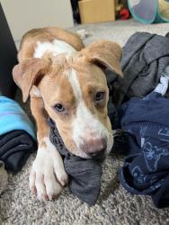 Found/Stray Female Dog last seen Shadow run, San Antonio, TX 78250