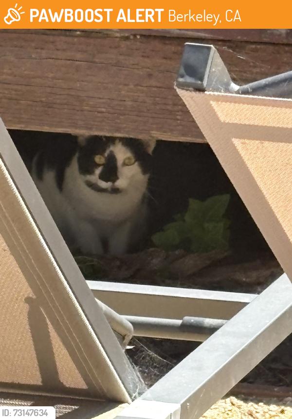 Found/Stray Unknown Cat last seen Ellis and Prince St, Berkeley CA, Berkeley, CA 94703