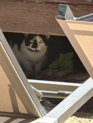 Found/Stray Unknown Cat last seen Ellis and Prince St, Berkeley CA, Berkeley, CA 94703