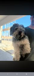 Found/Stray Unknown Dog last seen S Lindwall and W Morning Sunburst Ave, Enterprise, NV 89141