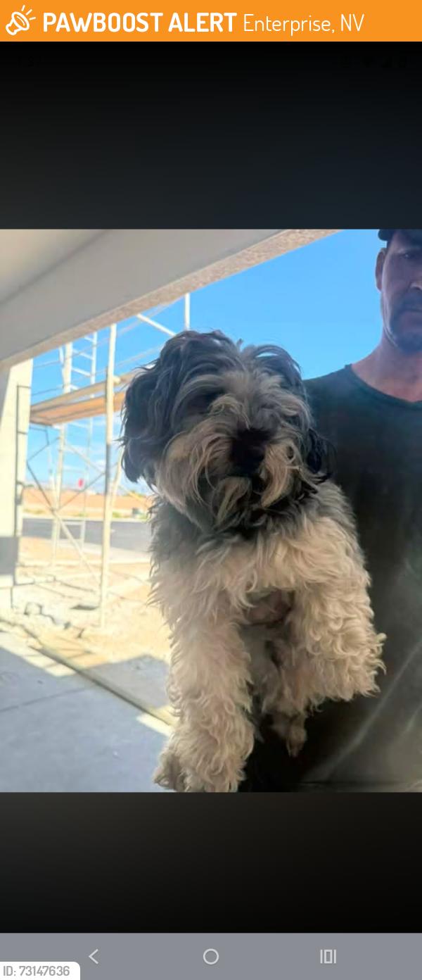 Found/Stray Unknown Dog last seen S Lindwall and W Morning Sunburst Ave, Enterprise, NV 89141