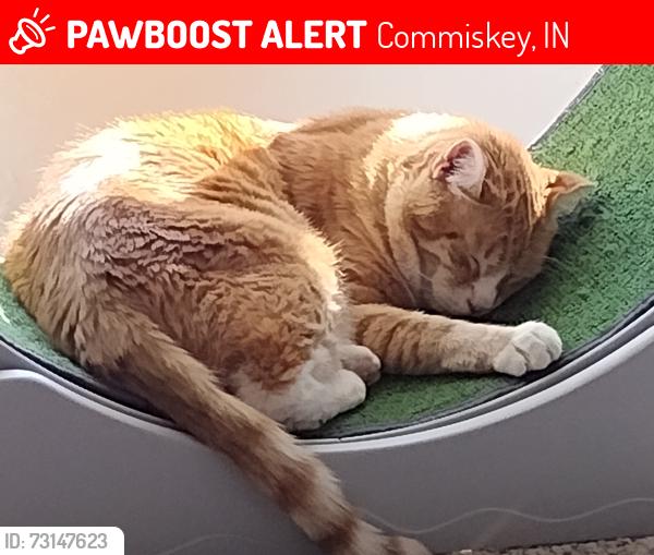 Lost Male Cat last seen Across from the water tower on highway 3 in comiskey, Commiskey, IN 47227