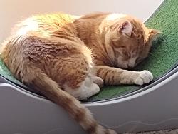 Lost Male Cat last seen Across from the water tower on highway 3 in comiskey, Commiskey, IN 47227