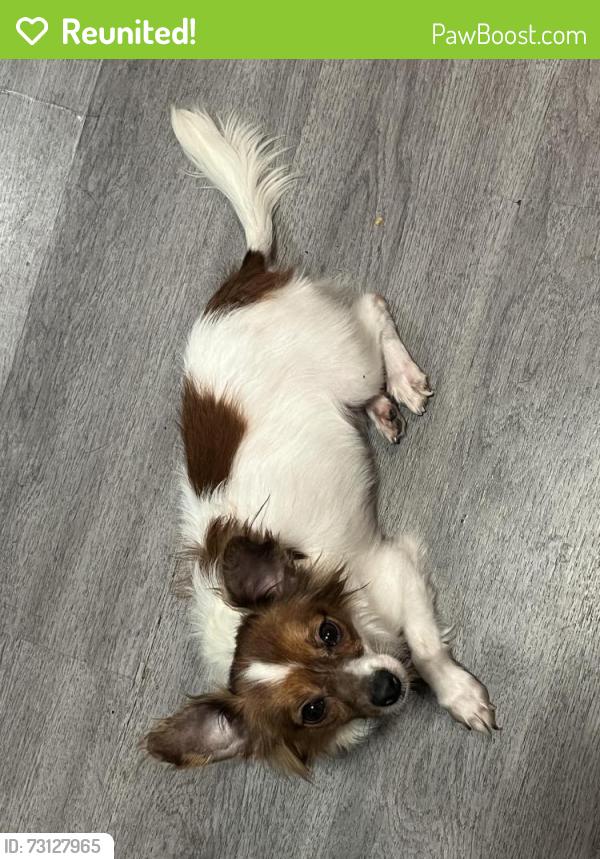 Reunited Male Dog last seen golson rd armstrong dr, Waco, TX 76704