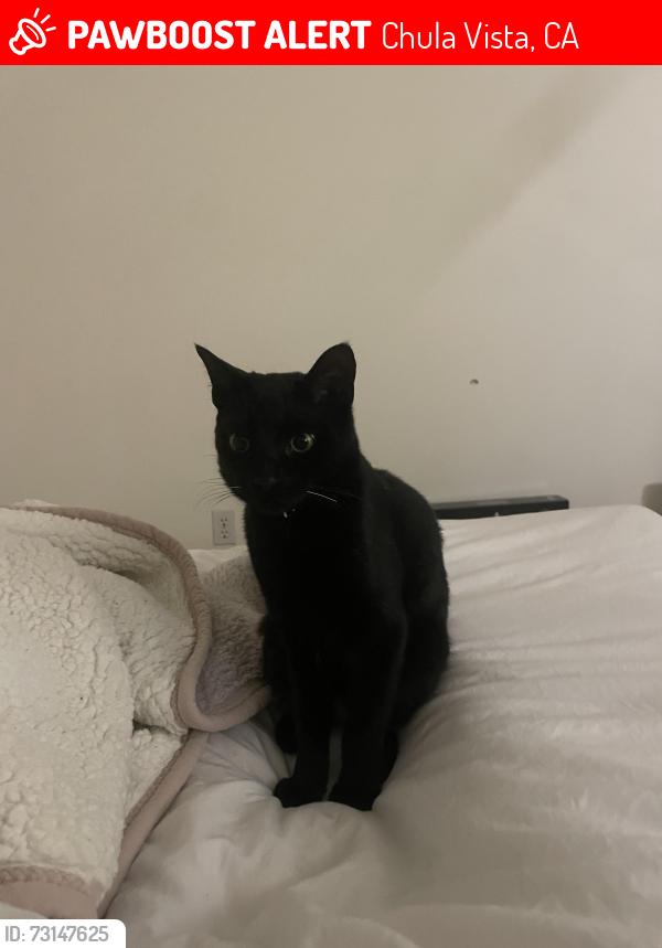 Lost Male Cat last seen Eastlake, Chula Vista, CA 91913