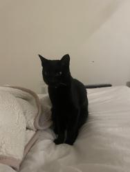 Lost Male Cat last seen Eastlake, Chula Vista, CA 91913
