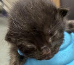 Shelter Stray Female Cat last seen Hancock & Williams, PORTLAND, OR, 97212, 1700 W Historic Columbia River Hwy, Troutdale, OR 97060, USA