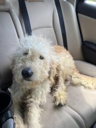 Found/Stray Male Dog last seen NW 34th blvd and NW 55th blvd, Gainesville, FL 32653