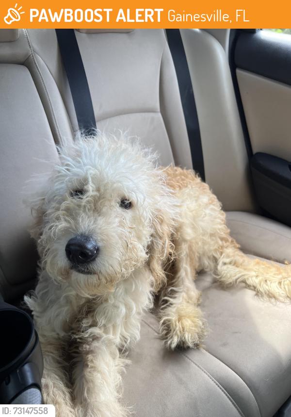 Found/Stray Male Dog last seen NW 34th blvd and NW 55th blvd, Gainesville, FL 32653