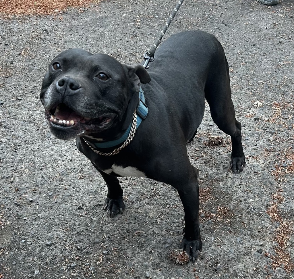 Shelter Stray Male Dog last seen NE Meadow dr and NE 13th ave, PORTLAND, OR, 97211, 1700 W Historic Columbia River Hwy, Troutdale, OR 97060, USA