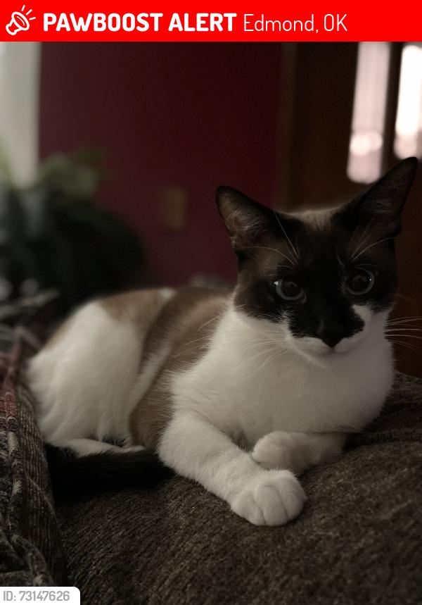Lost Female Cat last seen 33rd and S Boulevard, Edmond, OK 73013