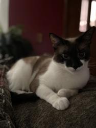 Lost Female Cat last seen 33rd and S Boulevard, Edmond, OK 73013