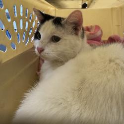Shelter Stray Female Cat last seen found on bike trail on Oralabor, ANKENY, IA, 50023, Des Moines, IA 50313