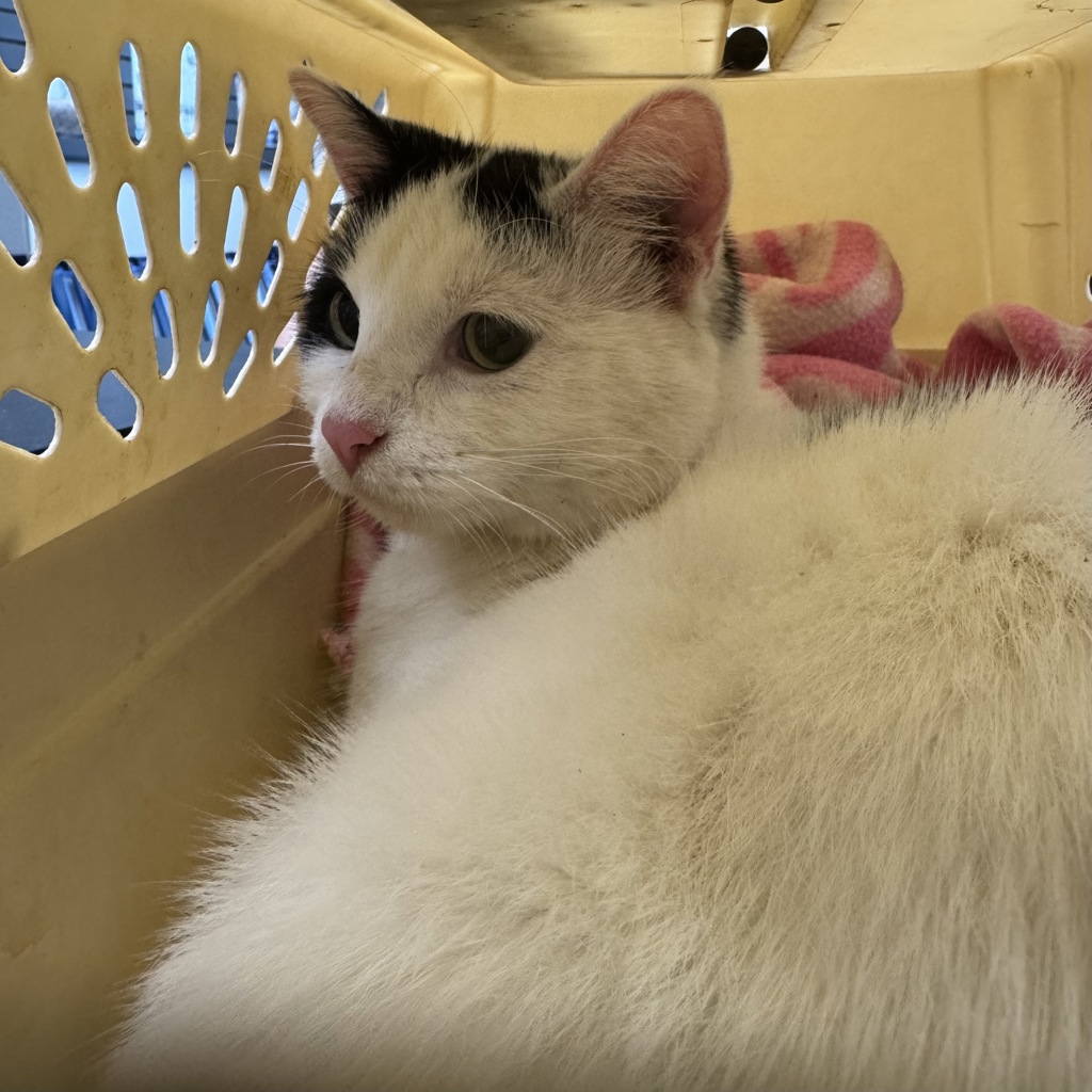 Shelter Stray Female Cat last seen found on bike trail on Oralabor, ANKENY, IA, 50023, Des Moines, IA 50313