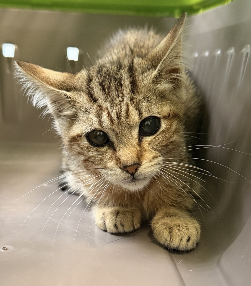 Shelter Stray Female Cat last seen Beta Street, San Diego, CA, 92113, 5500 Gaines St, San Diego, CA 92110, USA