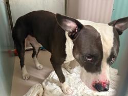 Shelter Stray Male Dog last seen Apt 46,325 E 206th Street, BRONX, NY, 10467, 326 E 110th St, New York, NY 10029, USA