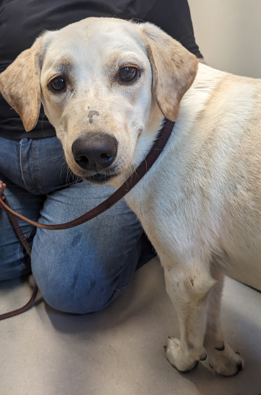 Shelter Stray Female Dog last seen Near Amistad Court, El Cajon, CA, 92019, El Cajon, CA 92020, USA