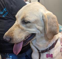 Shelter Stray Male Dog last seen Near Amistad Court, El Cajon, CA, 92019, El Cajon, CA 92020, USA